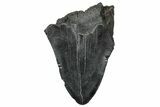 Partial Megalodon Tooth - South Carolina #332259-1